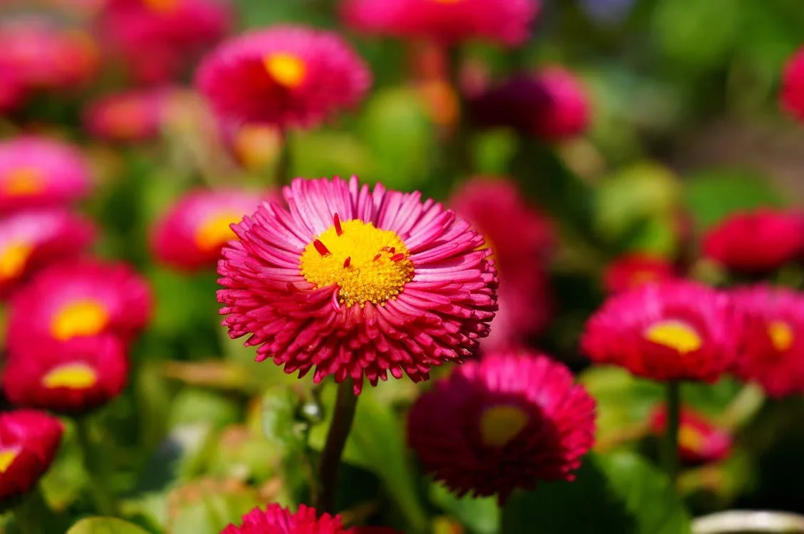 daisy-red-flower-blossom-52958