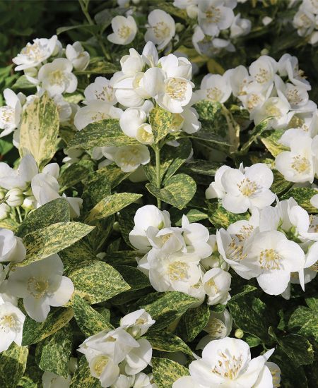 fg211-new-plants-11