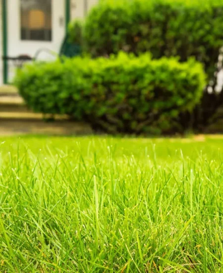 lawn-care-service-green-grass-jpg